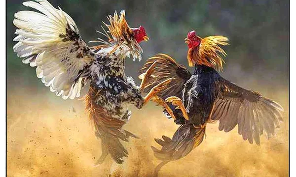 Cockfighting Derby Rules