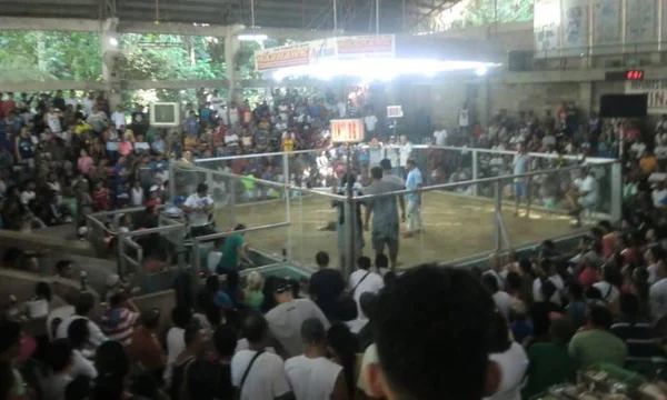 Live Sabong DS88 Guide